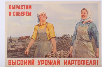 Изображено поле, две женщины несут корзину с картофелем, слева выпахивают картофель плугом на лошади, справа грузят корзины с картофелем в автомашину.