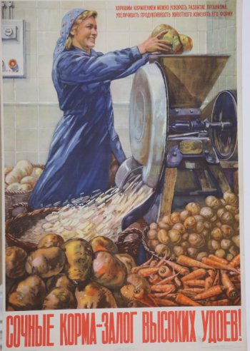 Изображена кормо-кухня. Девушка  спускает клубни картофеля  в клубне-резку, около нее стоят корзины с кормовой свеклой, картофелем, морковью.