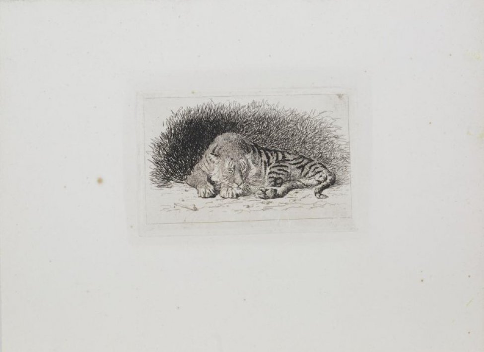 Изображен лежащий дремлющий тигр. Слева от него лежит обглоданная кость.За ним хаотическими штрихами изображены заросли трав.