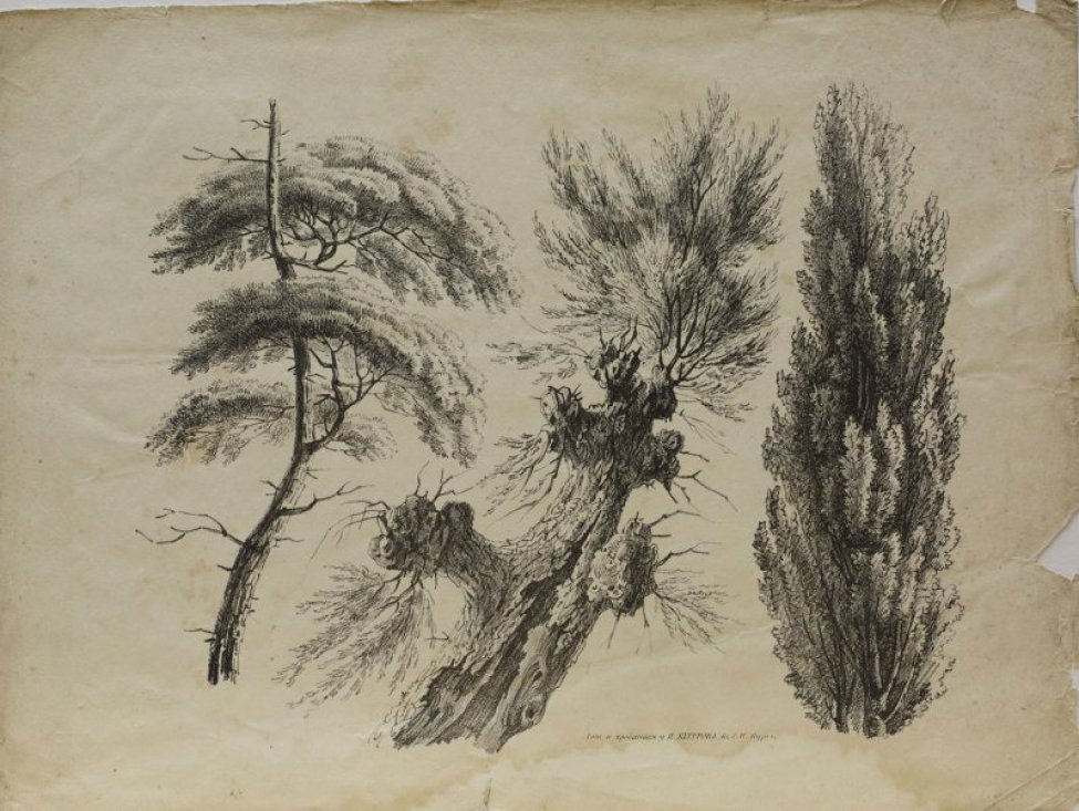 Три дерева. Слева ветви сосны на сучковатом стволе, в середине - старый, расщипленный ствол с корягами вместо ветвей и пучком растительности вверху. Третье -густое, пирамидальной формы.