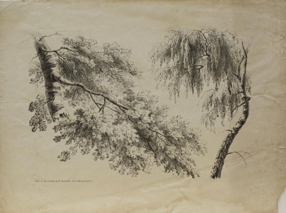 Изображены стволы и листва двух берез.
