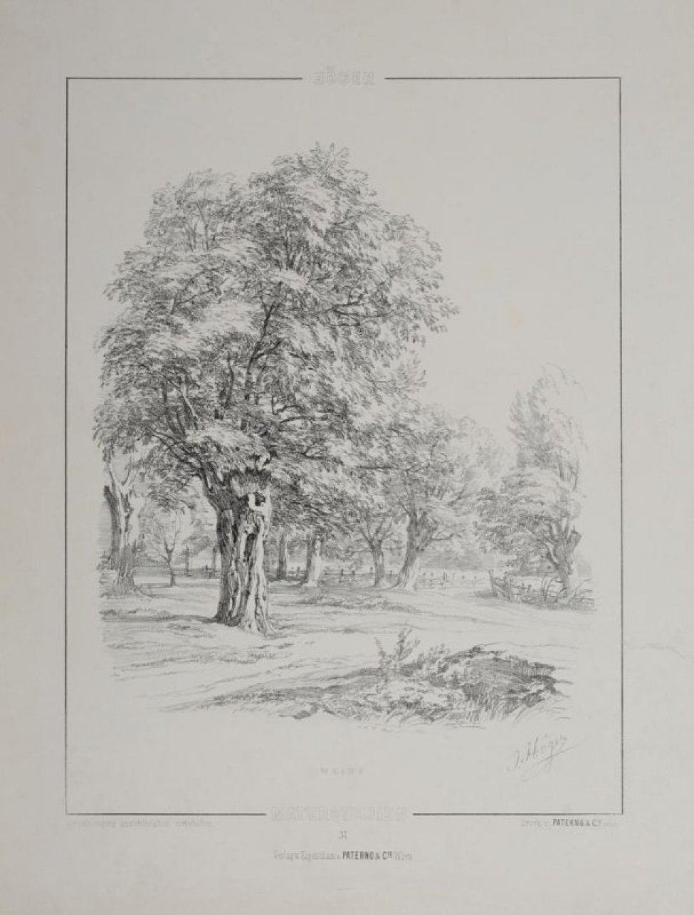 В черной линейной рамке эскиз: в центре листа на поляне изображена ива с пышной, высокой кроной. На втором плане у забора - несколько одиночных деревьев. Под гравюрой - текст.